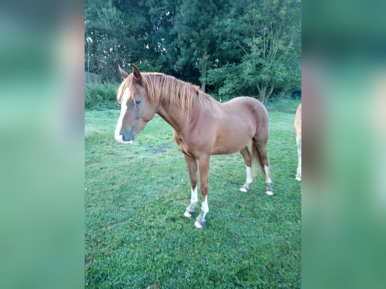 Deutsches Reitpony Wallach 3 Jahre 148 cm Fuchs in Hamm