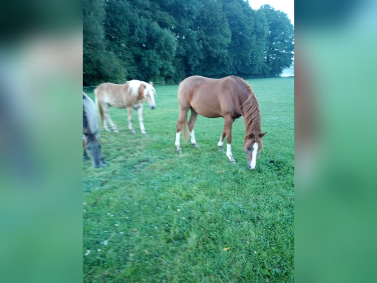 Deutsches Reitpony Wallach 3 Jahre 148 cm Fuchs in Hamm