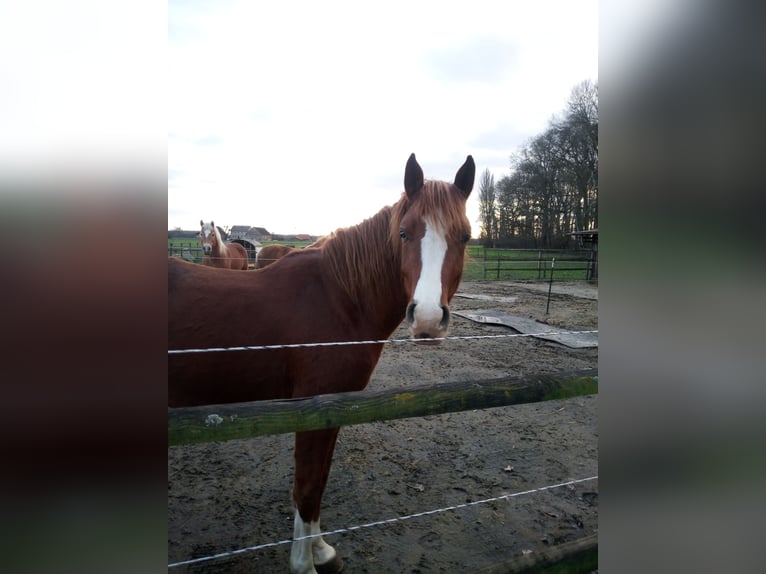 Deutsches Reitpony Wallach 3 Jahre 148 cm Fuchs in Hamm