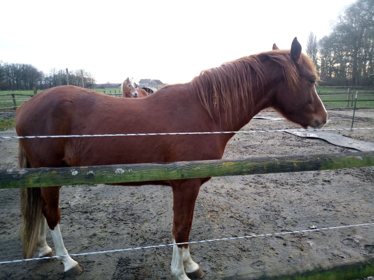 Deutsches Reitpony Wallach 3 Jahre 148 cm Fuchs in Hamm
