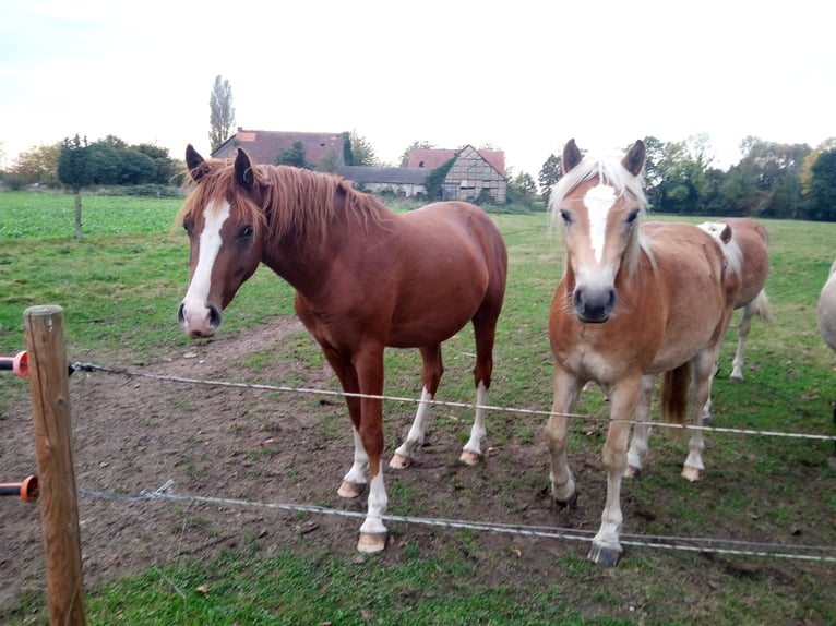Deutsches Reitpony Wallach 3 Jahre 148 cm Fuchs in Hamm