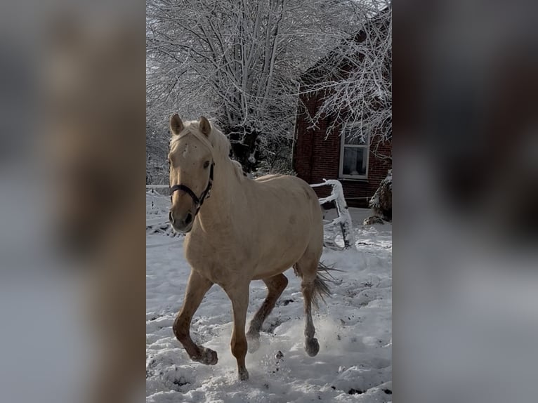 Deutsches Reitpony Wallach 3 Jahre 148 cm Palomino in Großheide Westerende