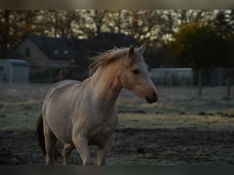 Deutsches Reitpony Wallach 3 Jahre 148 cm Palomino in Neustadt-Glewe