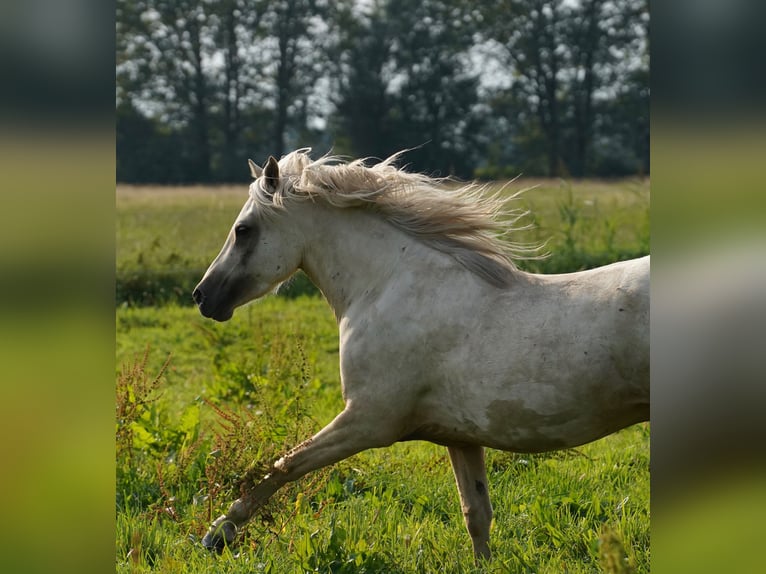 Deutsches Reitpony Wallach 3 Jahre 148 cm Palomino in Neustadt-Glewe