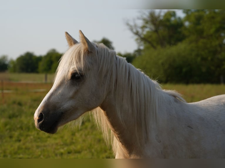 Deutsches Reitpony Wallach 3 Jahre 148 cm Palomino in Neustadt-Glewe