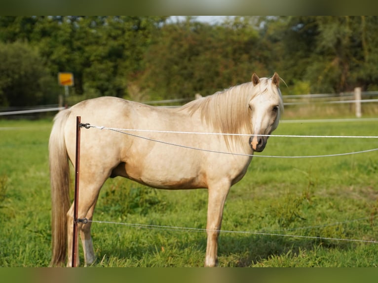 Deutsches Reitpony Wallach 3 Jahre 148 cm Palomino in Neustadt-Glewe