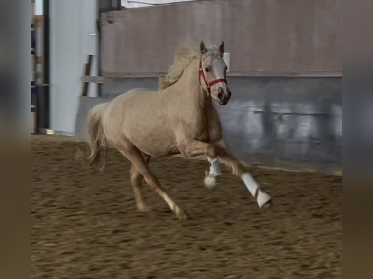 Deutsches Reitpony Wallach 3 Jahre 148 cm Palomino in Nottuln