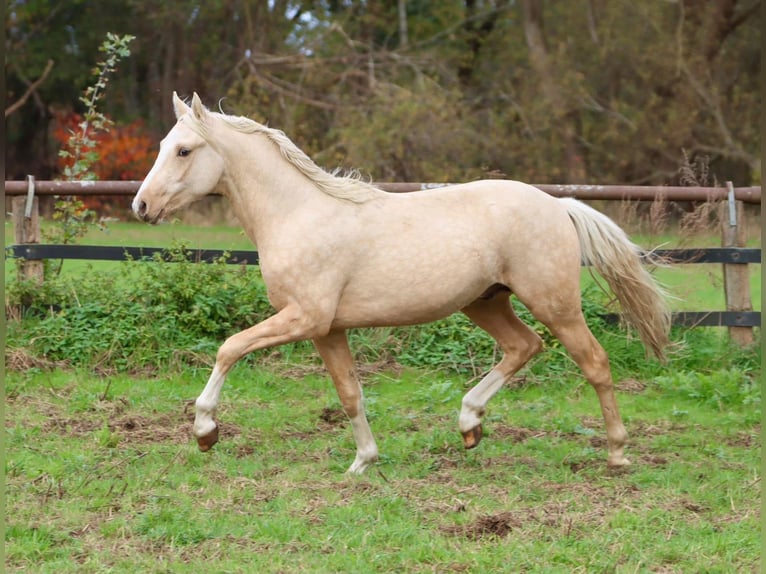 Deutsches Reitpony Wallach 3 Jahre 148 cm Palomino in Nottuln