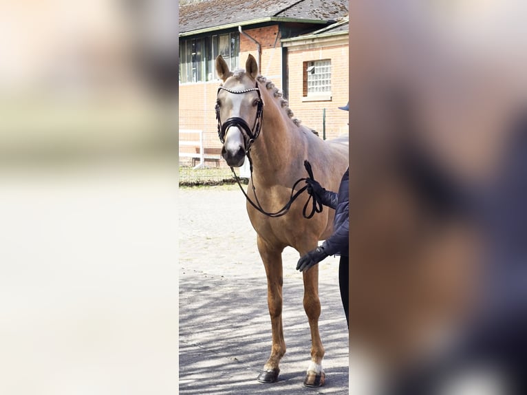 Deutsches Reitpony Wallach 3 Jahre 148 cm Palomino in Bad Zwischenahn