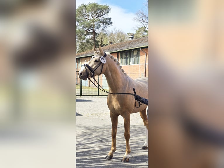 Deutsches Reitpony Wallach 3 Jahre 148 cm Palomino in Bad Zwischenahn