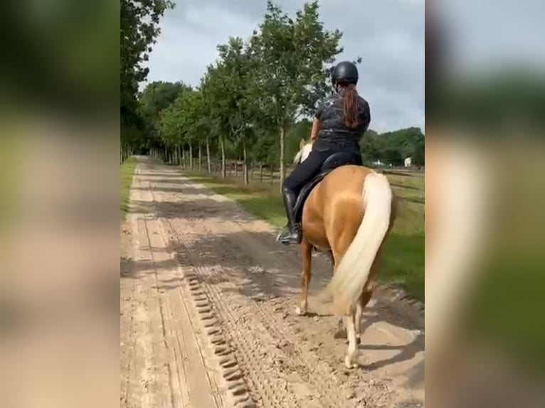Deutsches Reitpony Wallach 3 Jahre 148 cm Palomino in Bad Zwischenahn