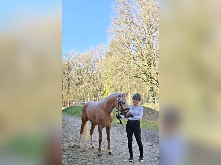 Deutsches Reitpony Wallach 3 Jahre 148 cm Palomino in Bad Zwischenahn