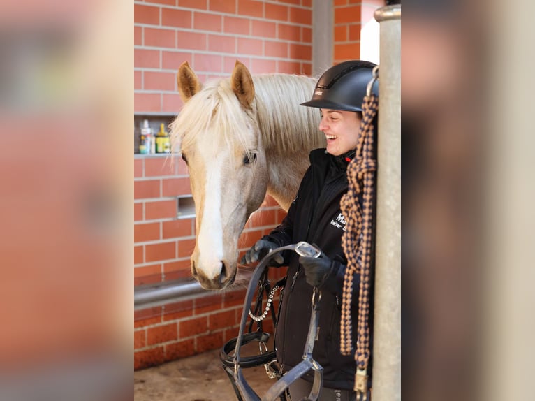 Deutsches Reitpony Wallach 3 Jahre 148 cm Palomino in Bad Zwischenahn