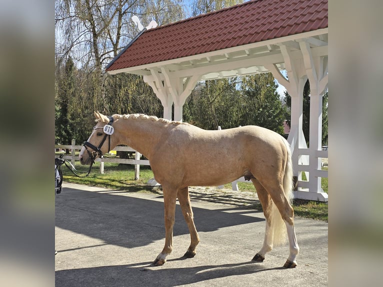 Deutsches Reitpony Wallach 3 Jahre 148 cm Palomino in Bad Zwischenahn