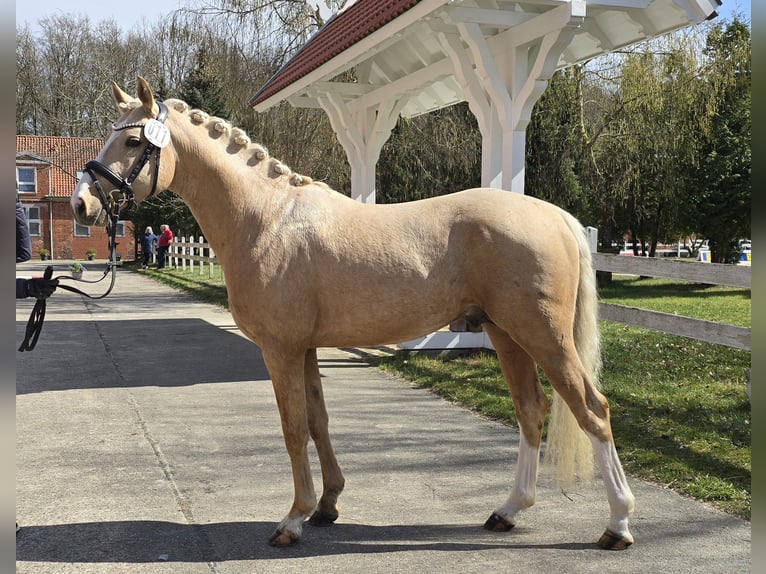 Deutsches Reitpony Wallach 3 Jahre 148 cm Palomino in Bad Zwischenahn