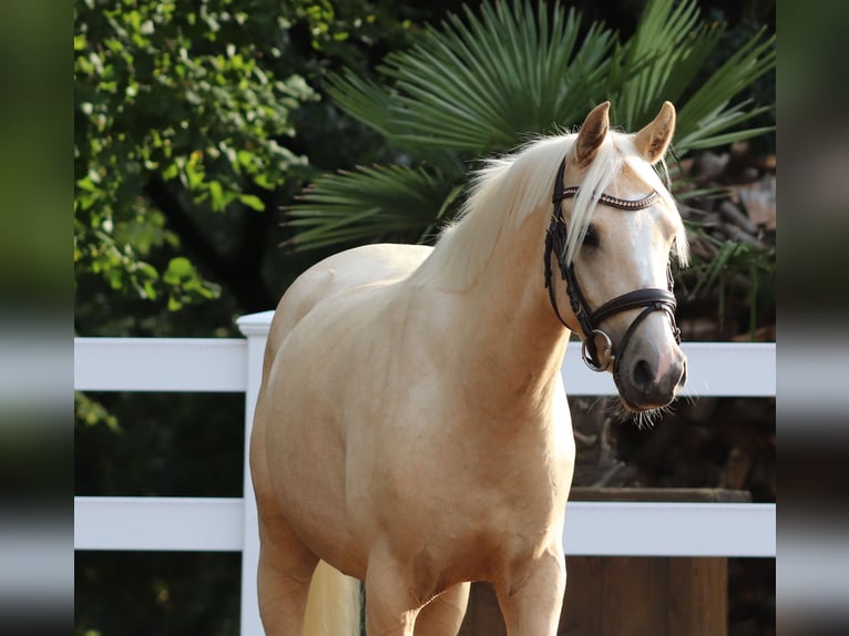 Deutsches Reitpony Wallach 3 Jahre 148 cm Palomino in Oberlangen