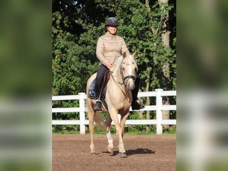 Deutsches Reitpony Wallach 3 Jahre 148 cm Palomino in Oberlangen