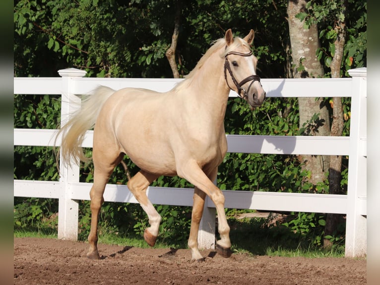 Deutsches Reitpony Wallach 3 Jahre 148 cm Palomino in Oberlangen