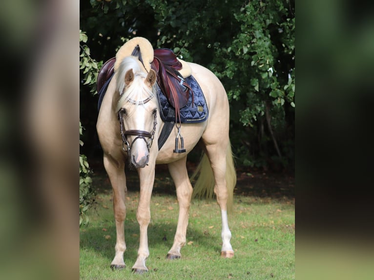 Deutsches Reitpony Wallach 3 Jahre 148 cm Palomino in Oberlangen