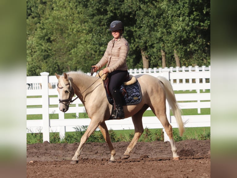 Deutsches Reitpony Wallach 3 Jahre 148 cm Palomino in Oberlangen