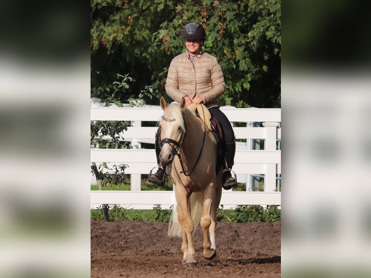 Deutsches Reitpony Wallach 3 Jahre 148 cm Palomino in Oberlangen