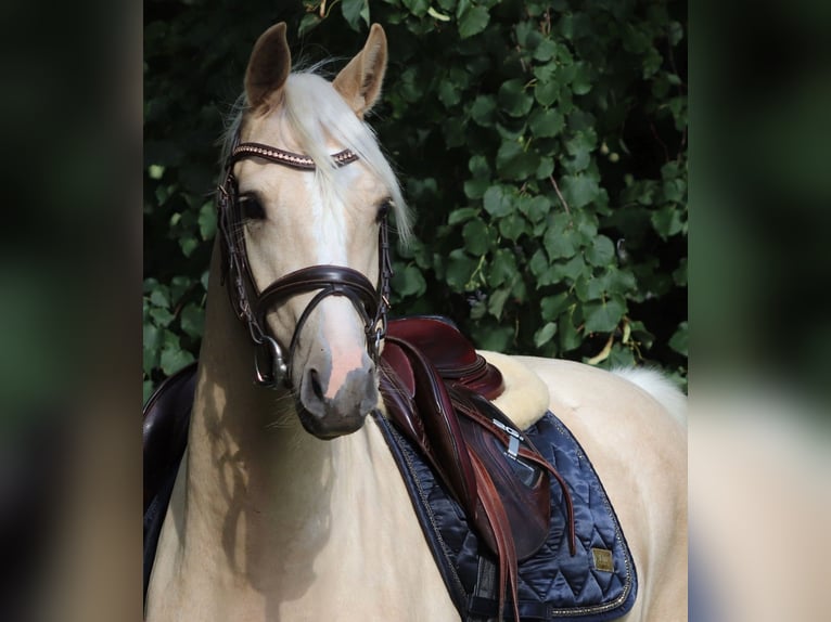 Deutsches Reitpony Wallach 3 Jahre 148 cm Palomino in Oberlangen