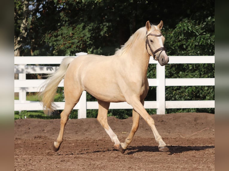 Deutsches Reitpony Wallach 3 Jahre 148 cm Palomino in Oberlangen