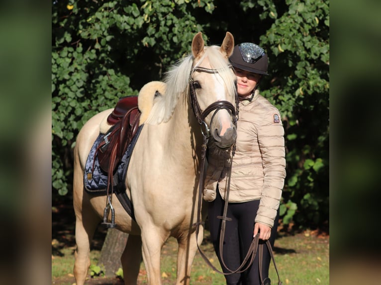 Deutsches Reitpony Wallach 3 Jahre 148 cm Palomino in Oberlangen