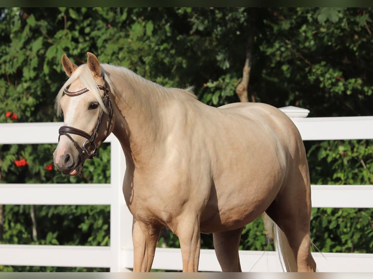 Deutsches Reitpony Wallach 3 Jahre 148 cm Palomino in Oberlangen