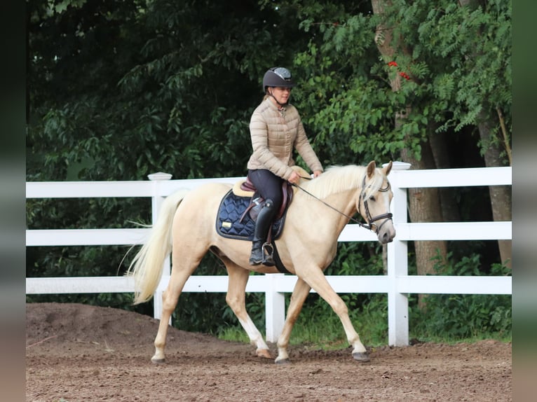 Deutsches Reitpony Wallach 3 Jahre 148 cm Palomino in Oberlangen