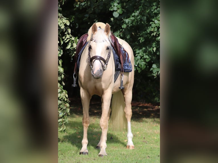 Deutsches Reitpony Wallach 3 Jahre 148 cm Palomino in Oberlangen
