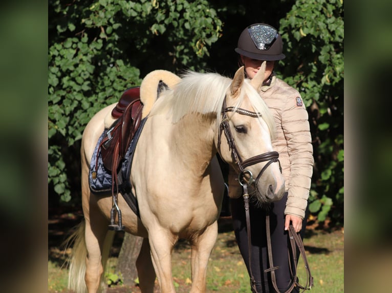 Deutsches Reitpony Wallach 3 Jahre 148 cm Palomino in Oberlangen