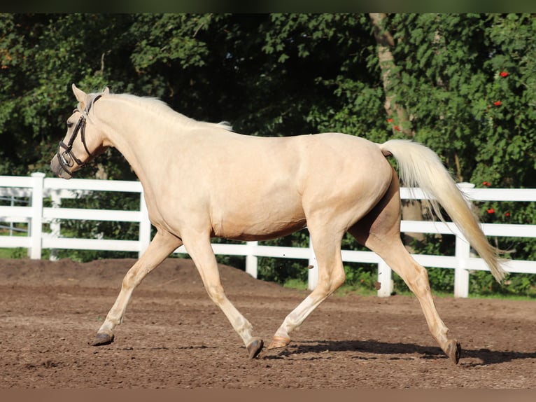 Deutsches Reitpony Wallach 3 Jahre 148 cm Palomino in Oberlangen