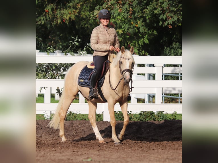 Deutsches Reitpony Wallach 3 Jahre 148 cm Palomino in Oberlangen