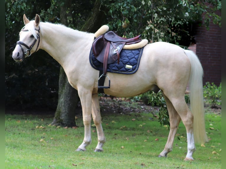 Deutsches Reitpony Wallach 3 Jahre 148 cm Palomino in Oberlangen