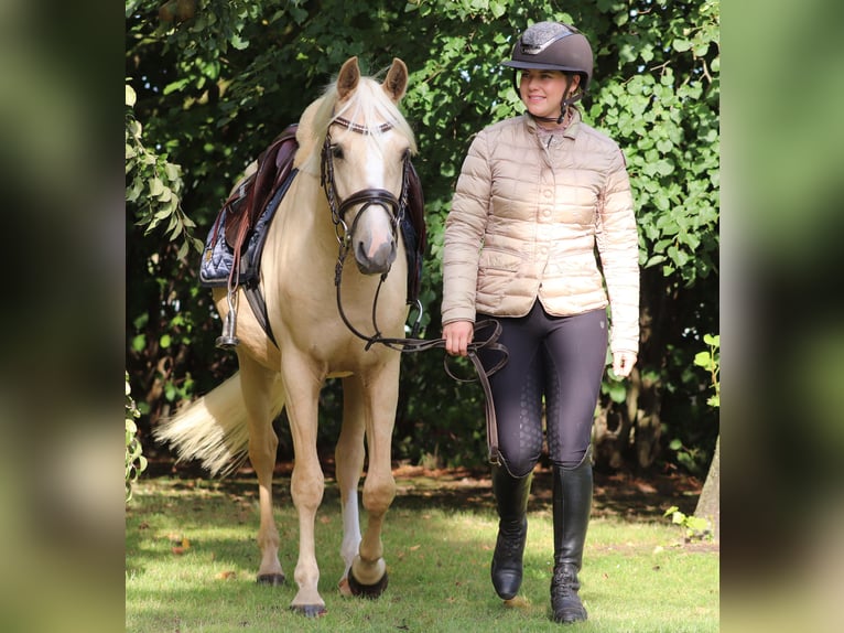 Deutsches Reitpony Wallach 3 Jahre 148 cm Palomino in Oberlangen