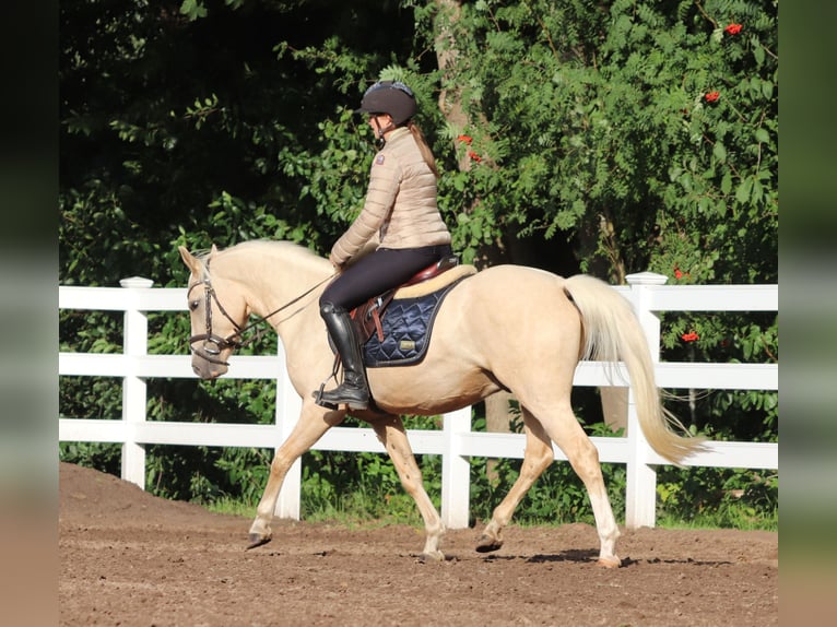 Deutsches Reitpony Wallach 3 Jahre 148 cm Palomino in Oberlangen