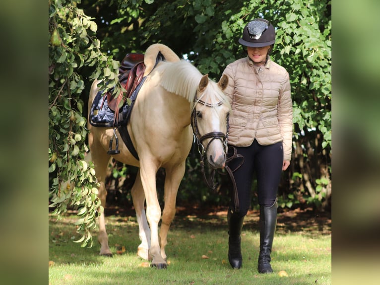 Deutsches Reitpony Wallach 3 Jahre 148 cm Palomino in Oberlangen