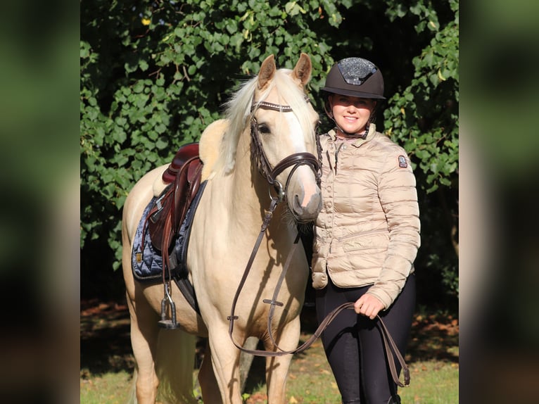 Deutsches Reitpony Wallach 3 Jahre 148 cm Palomino in Oberlangen