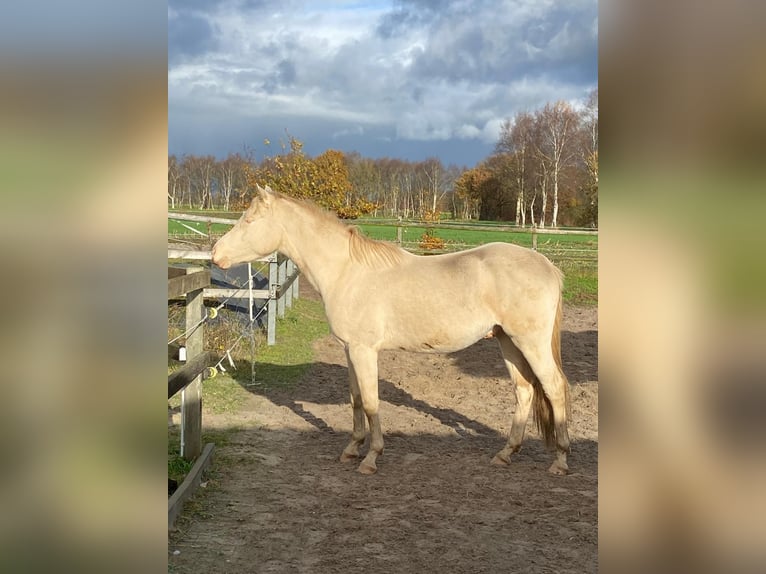 Deutsches Reitpony Wallach 3 Jahre 148 cm Perlino in Holtland