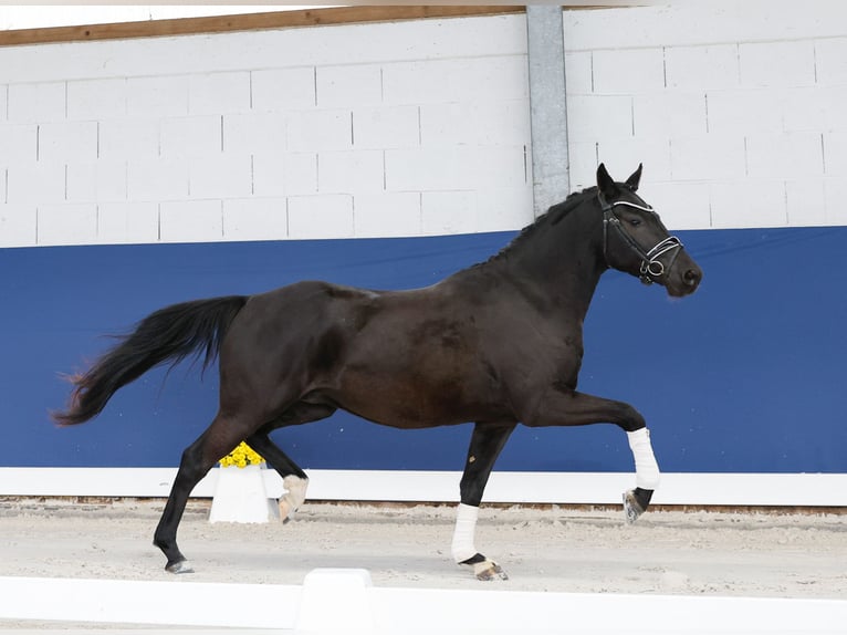 Deutsches Reitpony Wallach 3 Jahre 148 cm Rappe in Marsberg