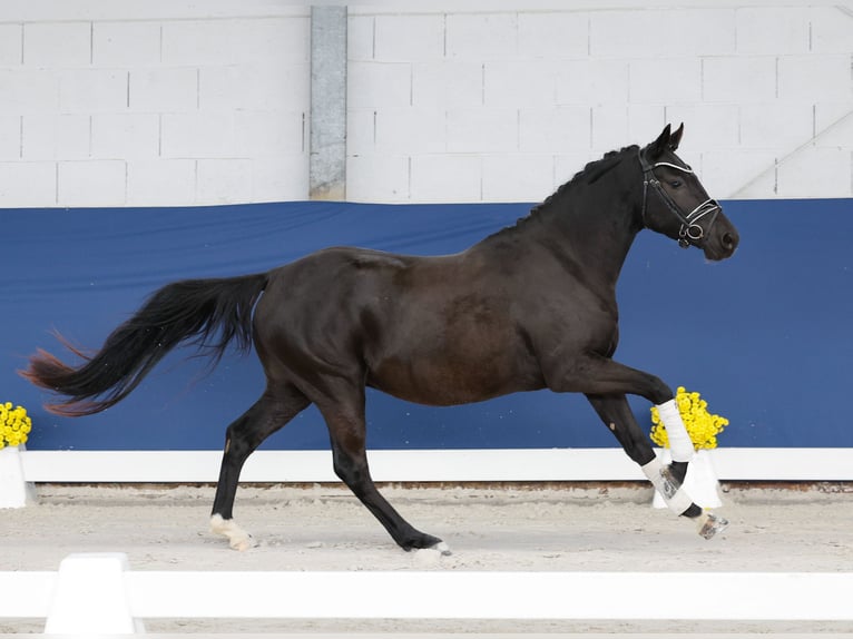 Deutsches Reitpony Wallach 3 Jahre 148 cm Rappe in Marsberg
