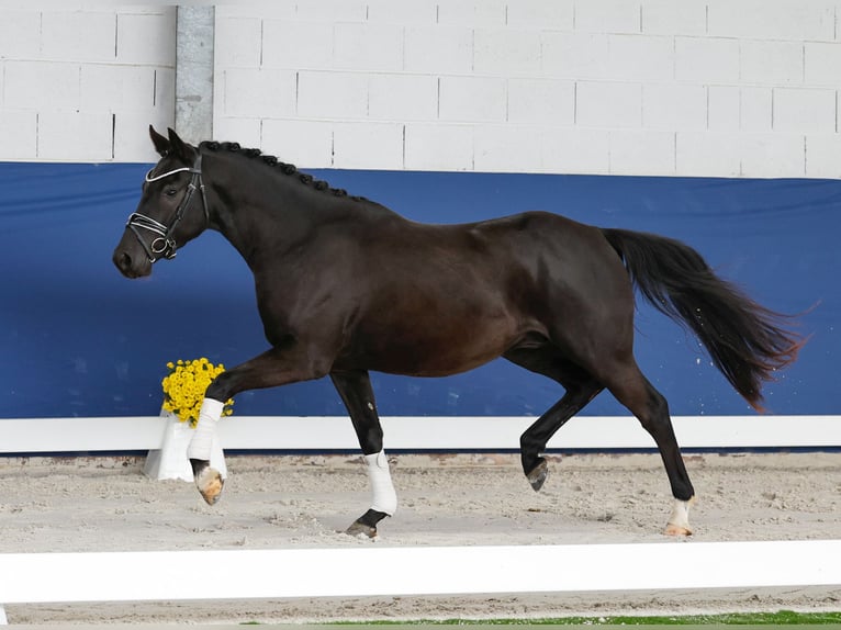 Deutsches Reitpony Wallach 3 Jahre 148 cm Rappe in Marsberg