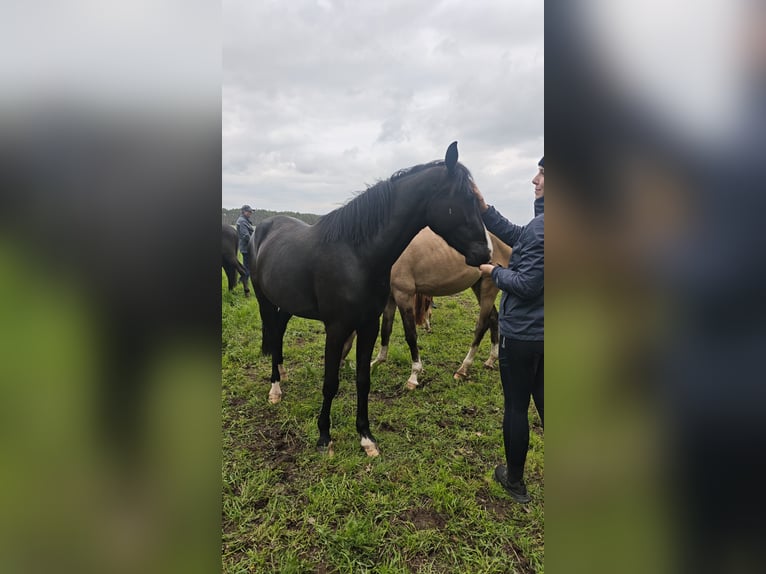 Deutsches Reitpony Wallach 3 Jahre 148 cm Rappe in Leps