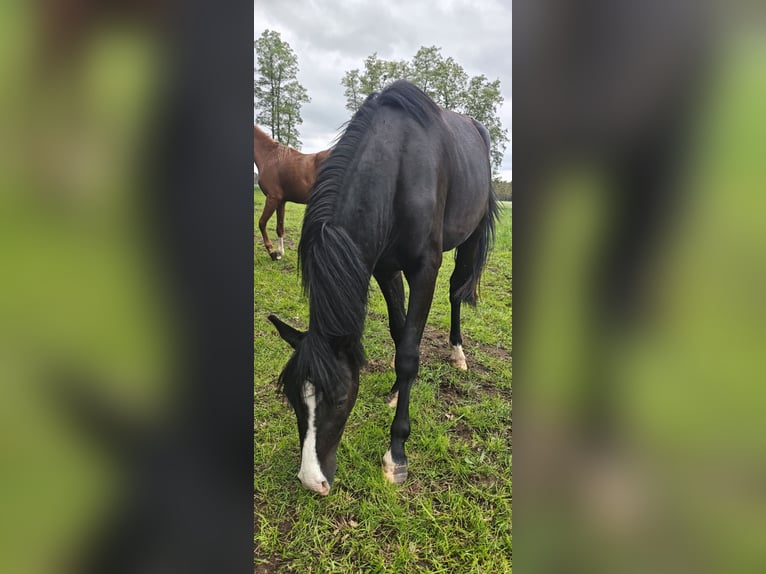 Deutsches Reitpony Wallach 3 Jahre 148 cm Rappe in Leps