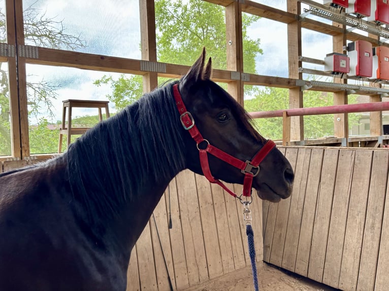 Deutsches Reitpony Wallach 3 Jahre 148 cm Rappe in Hohenroth