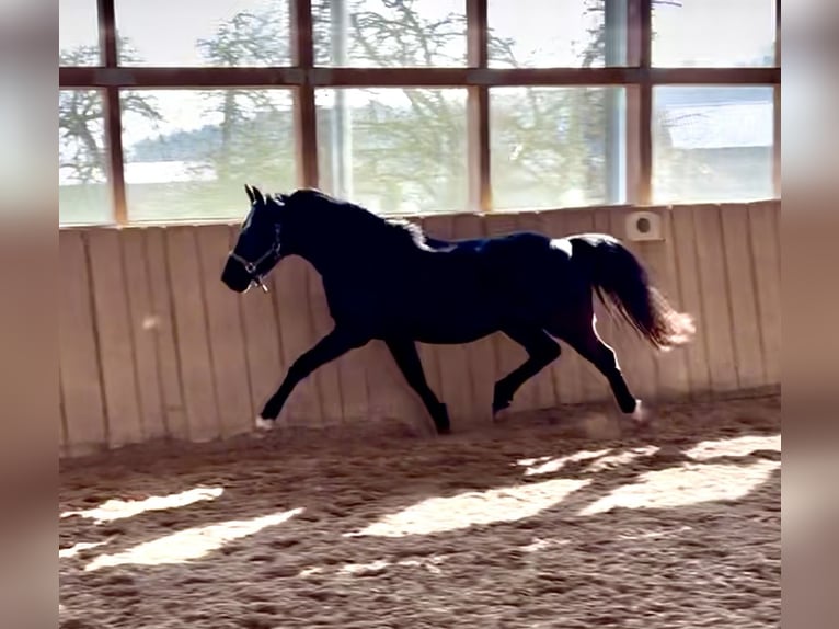 Deutsches Reitpony Wallach 3 Jahre 148 cm Rappe in Hohenroth