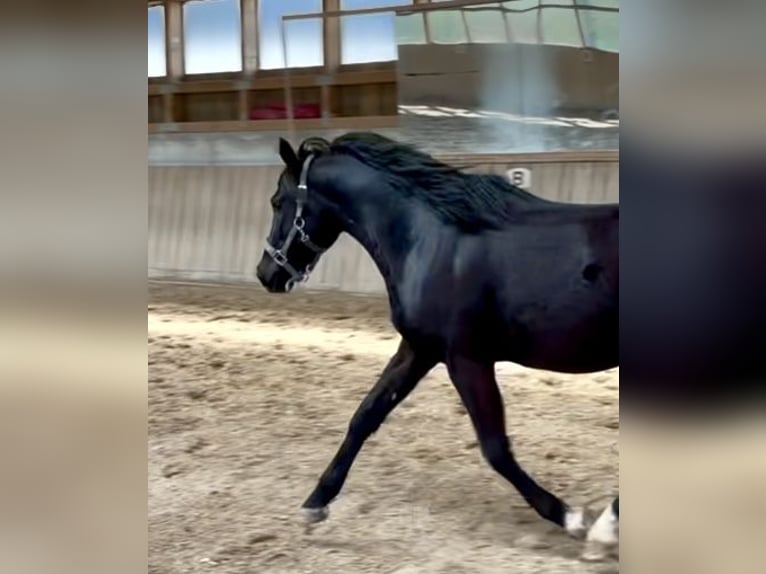 Deutsches Reitpony Wallach 3 Jahre 148 cm Rappe in Hohenroth