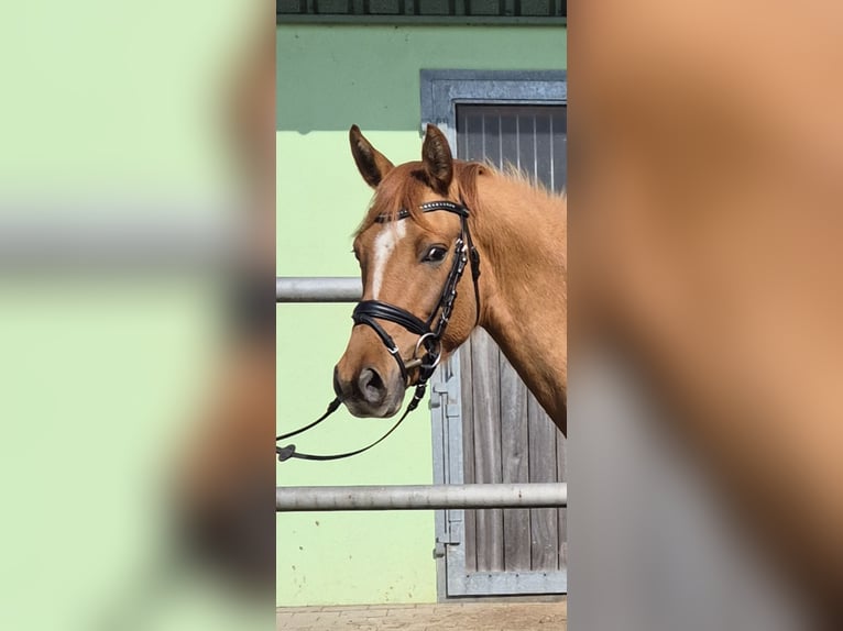Deutsches Reitpony Wallach 3 Jahre 148 cm Red Dun in Perleberg OT Quitzow