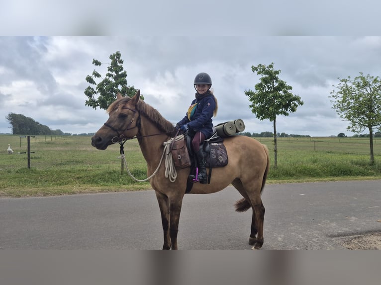 Deutsches Reitpony Wallach 3 Jahre 148 cm Red Dun in Perleberg OT Quitzow